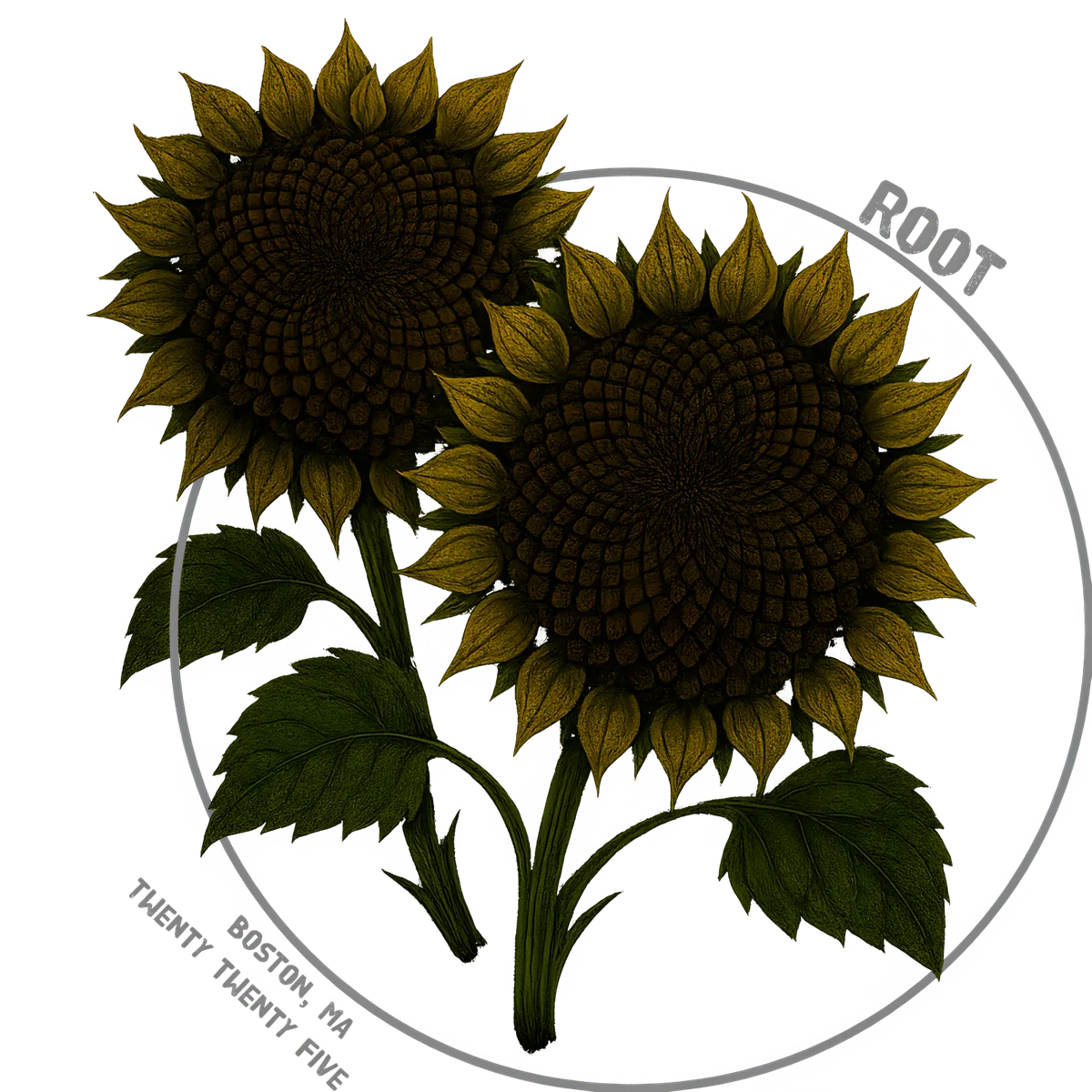 sunflower — botanical specimen study