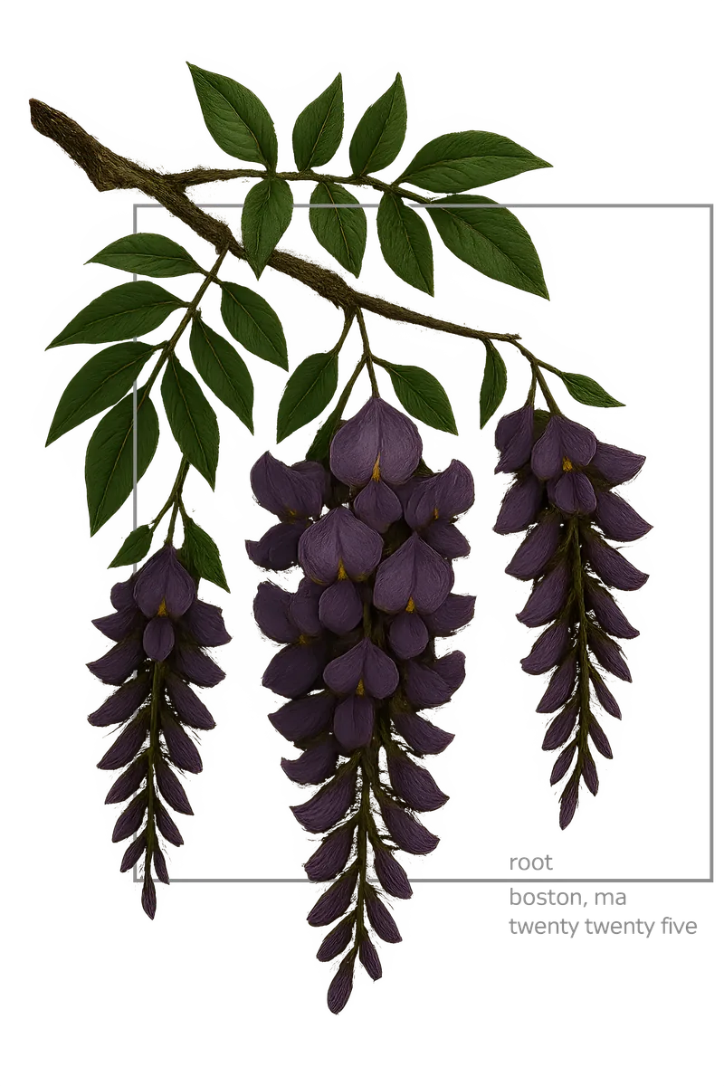 wisteria — botanical specimen study